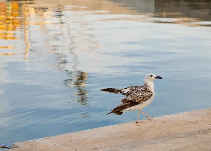 Dina דירה ביוגראד נה מורו