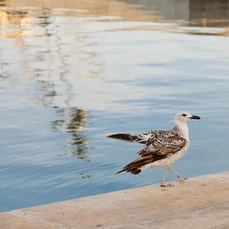 Dina Apartmán Biograd Na Moru